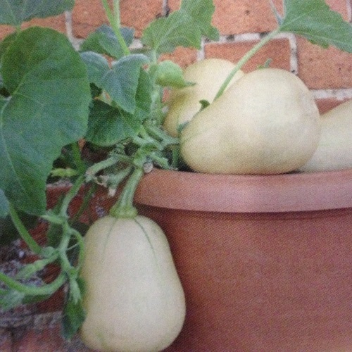 Butternut Squash ButterBush